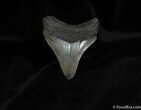 Great / Inch Megalodon Tooth From Georgia #55-1